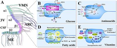 Nutrient Sensing by Hypothalamic Tanycytes